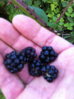 wild blackberries