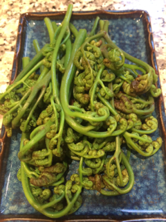 bracken fern fiddleheads