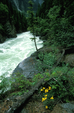 flower-stream-print