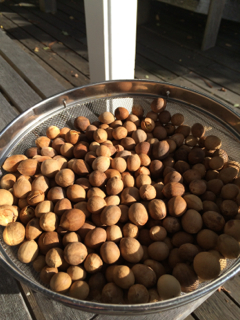 bay nuts