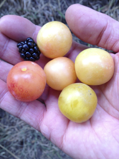 wild plums and a blackberry