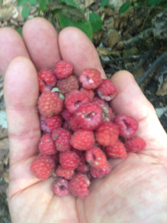 wild raspberries